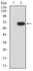 IL13RA1 / IL13R Alpha 1 Antibody - Western blot analysis using CD213A1 mAb against HEK293 (1) and CD213A1 (AA: extra 22-343)-hIgGFc transfected HEK293 (2) cell lysate.