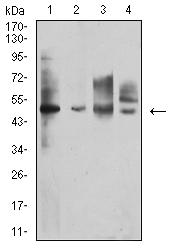 IL13RA1 / IL13R Alpha 1 Antibody - Western blot analysis using CD213A1 mouse mAb against Raji (1), A431 (2), HT-29 (3), and A549 (4) cell lysate.