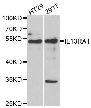 IL13RA1 / IL13R Alpha 1 Antibody - Western blot analysis of extracts of various cell lines.