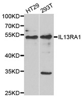 IL13RA1 / IL13R Alpha 1 Antibody - Western blot analysis of extracts of various cell lines.