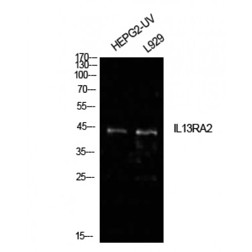 IL13RA2 / IL13R Alpha 2 Antibody - Western blot of IL-13Ralpha2 antibody
