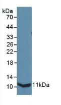 IL13RA2 / IL13R Alpha 2 Antibody - Western Blot; Sample: Recombinant IL13Ra2, Mouse.