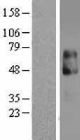 IL13RA2 / IL13R Alpha 2 Protein - Western validation with an anti-DDK antibody * L: Control HEK293 lysate R: Over-expression lysate