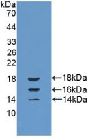 IL15 Antibody - Western Blot; Sample: Recombinant IL15, Bovine.