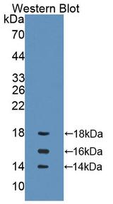 IL15 Antibody - Western Blot; Sample: Recombinant protein.