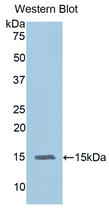 IL15 Antibody - Western Blot; Sample: Recombinant protein.