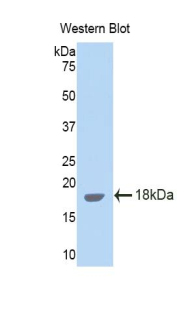 IL15 Antibody - Western blot of recombinant IL15.  This image was taken for the unconjugated form of this product. Other forms have not been tested.