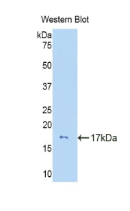 IL15 Antibody - Western blot of recombinant IL15.  This image was taken for the unconjugated form of this product. Other forms have not been tested.