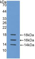 IL15 Antibody - Western Blot; Sample: Recombinant IL15, Human.