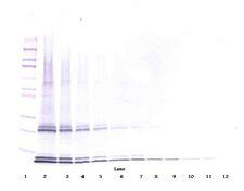 IL15 Antibody - Western Blot (non-reducing) of IL-15 antibody. This image was taken for the unconjugated form of this product. Other forms have not been tested.