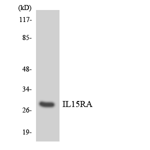 IL15RA Antibody - Western blot analysis of the lysates from HeLa cells using IL15RA antibody.