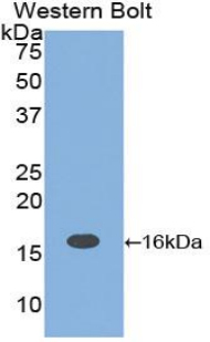 IL16 Antibody - Western blot of recombinant IL16.  This image was taken for the unconjugated form of this product. Other forms have not been tested.