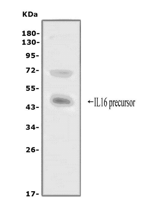 IL16 Antibody - Western blot analysis of IL16 using anti-IL16 antibody. Electrophoresis was performed on a 5-20% SDS-PAGE gel at 70V (Stacking gel) / 90V (Resolving gel) for 2-3 hours. The sample well of each lane was loaded with 50ug of sample under reducing conditions. Lane 1: human U937 whole cell lysates, After Electrophoresis, proteins were transferred to a Nitrocellulose membrane at 150mA for 50-90 minutes. Blocked the membrane with 5% Non-fat Milk/ TBS for 1.5 hour at RT. The membrane was incubated with rabbit anti-IL16 antigen affinity purified polyclonal antibody at 0.5 µg/mL overnight at 4°C, then washed with TBS-0.1% Tween 3 times with 5 minutes each and probed with a goat anti-rabbit IgG-HRP secondary antibody at a dilution of 1:10000 for 1.5 hour at RT. The signal is developed using an Enhanced Chemiluminescent detection (ECL) kit with Tanon 5200 system. A specific band was detected for IL16 at approximately 45-55KD. The expected band size for IL16 is at 142KD.