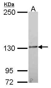 IL16 Antibody - Sample (30 ug of whole cell lysate). A: A549. 5% SDS PAGE. IL16 antibody. IL-16 antibody diluted at 1:1000.