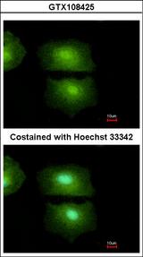 IL16 Antibody - Immunofluorescence of methanol-fixed A549 using IL16 antibody at 1:500 dilution.
