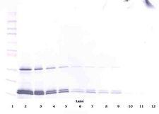 IL16 Antibody - Western Blot (non-reducing) of IL-16 antibody. This image was taken for the unconjugated form of this product. Other forms have not been tested.