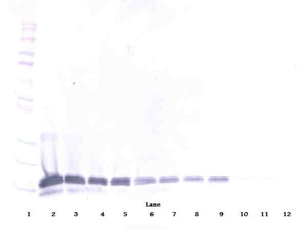 IL16 Antibody - Western Blot (reducing) of IL-16 antibody. This image was taken for the unconjugated form of this product. Other forms have not been tested.