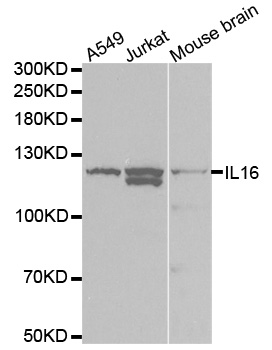 IL16 Antibody - Western blot analysis of extracts of various cell lines, using IL16 antibody at 1:1000 dilution. The secondary antibody used was an HRP Goat Anti-Rabbit IgG (H+L) at 1:10000 dilution. Lysates were loaded 25ug per lane and 3% nonfat dry milk in TBST was used for blocking.