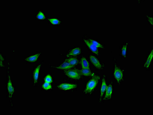 IL16 Antibody - Immunofluorescent analysis of Hela cells using IL16 Antibody at a dilution of 1:100 and Alexa Fluor 488-congugated AffiniPure Goat Anti-Rabbit IgG(H+L)
