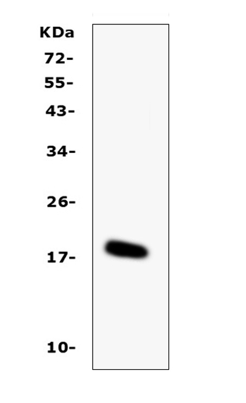 IL16 Antibody - Western blot analysis of IL-16 using anti-IL-16 antibody. Electrophoresis was performed on a 5-20% SDS-PAGE gel at 70V (Stacking gel) / 90V (Resolving gel) for 2-3 hours. Lane 1: recombinant mouse IL-16 protein 1ng. After Electrophoresis, proteins were transferred to a Nitrocellulose membrane at 150mA for 50-90 minutes. Blocked the membrane with 5% Non-fat Milk/ TBS for 1.5 hour at RT. The membrane was incubated with rabbit anti-IL-16 antigen affinity purified polyclonal antibody at 0.5 µg/mL overnight at 4°C, then washed with TBS-0.1% Tween 3 times with 5 minutes each and probed with a goat anti-rabbit IgG-HRP secondary antibody at a dilution of 1:10000 for 1.5 hour at RT. The signal is developed using an Enhanced Chemiluminescent detection (ECL) kit with Tanon 5200 system. A specific band was detected for IL-16 at approximately 18KD. The expected band size for IL-16 is at 13KD.