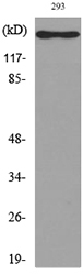 IL16 Antibody - Western blot analysis of lysate from 293 cells, using IL16 Antibody.