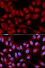 IL16 Antibody - Immunofluorescence analysis of U2OS cells using IL16 Polyclonal Antibody.