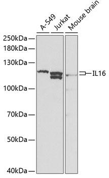 IL16 Antibody - Western blot analysis of extracts of various cell lines using IL16 Polyclonal Antibody at dilution of 1:1000.