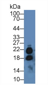 IL17 Antibody - Western Blot; Sample: Mouse Testis lysate; Primary Ab: 2µg/mL Rabbit Anti-Human IL17 Antibody Second Ab: 0.2µg/mL HRP-Linked Caprine Anti-Rabbit IgG Polyclonal Antibody