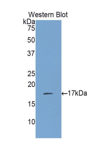 IL17 Antibody - Western blot of recombinant IL17A / IL17.  This image was taken for the unconjugated form of this product. Other forms have not been tested.