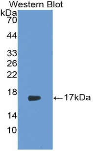 IL17 Antibody - Western blot of recombinant IL17A.