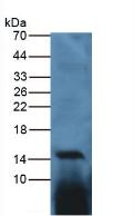 IL17 Antibody - Western Blot; Sample: Gallus Spleen Tissue.