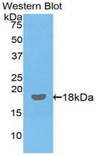 IL17 Antibody - Western blot of recombinant IL17A / IL17.  This image was taken for the unconjugated form of this product. Other forms have not been tested.