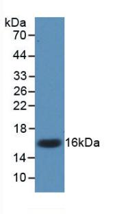 IL17 Antibody