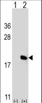 IL17A Antibody - Western blot of IL17A (arrow) using rabbit polyclonal IL17A Antibody. 293 cell lysates (2 ug/lane) either nontransfected (Lane 1) or transiently transfected (Lane 2) with the IL17A gene.