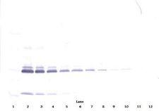 IL17A Antibody - Western Blot (non-reducing) of IL-17 antibody. This image was taken for the unconjugated form of this product. Other forms have not been tested.