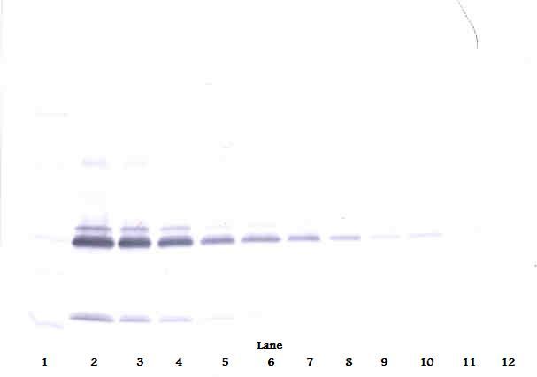 IL17A Antibody - Western Blot (non-reducing) of IL-17 antibody. This image was taken for the unconjugated form of this product. Other forms have not been tested.