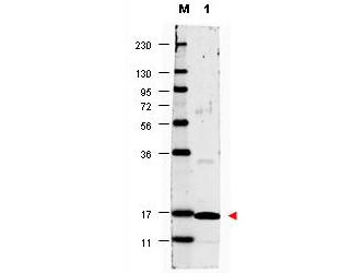 IL17A Antibody - Anti-Human IL17-A Antibody - Western blot. Western blot of anti-Human IL17-A antibody shows detection of a band ~17 kD in size corresponding to recombinant human IL17-A (lane 1). Molecular weight markers are also shown (M). After transfer, the membrane was blocked overnight with 3% BSA in TBS followed by reaction with primary antibody at a 1:1000 dilution. Detection occurred using DyLight 649 conjugated anti-Rabbit IgG ( secondary antibody diluted 1:20000 in blocking buffer (p/n MB-070). Image was captured using VersaDoc MP 4000 imaging system (Bio-Rad). This image was taken for the unconjugated form of this product. Other forms have not been tested.