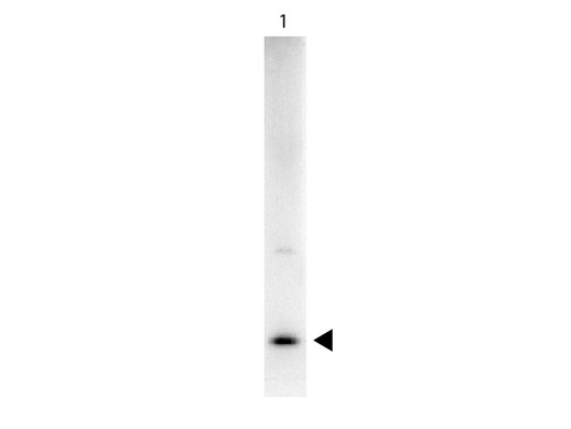 IL17A Antibody - Biotin Rabbit Anti-Rat IL-17A Antibody - Western Blot. Western Blot showing detection of Rat IL-17A. 50 ng of Rat IL-17A (Lane 1) was run on a 4-20% gel and transferred to 0.45 micron nitrocellulose. After blocking with 5% Blotto (B501-0500) 30 min at 20?, Anti-Rat IL-17A (RABBIT) Antibody Biotin Conjugated Anti-Rat IL-17A (RABBIT) Antibody Biotin Conjugated - 212-406-B32 secondary antibody was used at 1:5000 in Blocking Buffer for Fluorescent Western Blot (p/n MB-070). HRP Streptavidin (p/n S000-03) was used at 1:40000 in MB-070 for 30 min at 20? and imaged using the Bio-Rad VersaDoc 4000 MP. Arrow indicates correct 15 kD molecular weight position expected for Rat IL-17A. This image was taken for the unconjugated form of this product. Other forms have not been tested.