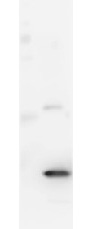 IL17A Antibody - Western Blot showing detection of Mouse IL-17A. 100 ng of Mouse IL-17A was run on a 4-20% gel and transferred to 0.45 µm nitrocellulose. After blocking with 1% BSA-TTBS 30 min at 20°C, Anti-Mouse IL-17A (RAT) Antibody was used at 1:1000 in 1% BSA-TTBS over night at 4°C. Peroxidase conjugated Rabbit Anti-mouse secondary antibody was diluted in Blocking Buffer for Fluorescent Western Blotting at 1:40,000 for 30 min at 20°C and imaged using the Bio-Rad VersaDoc 4000 MP. Band indicates correct 23 kDa molecular weight position expected for Mouse IL-17A.