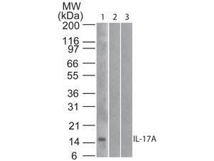 IL17A Antibody - Western Blot of Mouse Anti-IL-17A antibody. Lane 1: human full length recombinant IL-17A protein. Lane 2: mouse full length recombinant IL-17A protein. Lane 3: rat full length recombinant IL-17A protein. Load: 20 ng/lane. Primary antibody: Anti-IL-17A antibody at 1ug/mL for overnight at 4°C.