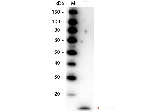 IL17A Antibody - Western Blot of Rabbit anti-Rat IL-17A Antibody Peroxidase Conjugated. Lane 1: Recombinant Rat IL-17A. Load: 50 ng per lane. Primary antibody: Rabbit anti-Rat IL-17A Antibody Peroxidase Conjugated at 1:1,000 o/n at 4°C. Secondary antibody: none.