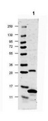 IL17A Antibody - Anti-IL-17A Antibody - Western Blot. Western blot of anti-IL-17A antibody shows detection of rat recombinant IL-17A protein (lane 1). Approximately 2 ug of recombinant protein was loaded onto the gel. Primary antibody was used at a 1:1000 dilution. The membrane was washed and reacted with a 1:20000 dilution of DyLight 649 conjugated Gt-a-Rabbit IgG (. Molecular weight estimation was made by comparison to prestained MW markers indicated at the left. Other detection systems will yield similar results.