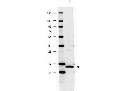 IL17A Antibody - Anti-IL-17A Antibody - Western Blot. Western blot of anti-IL-17A antibody shows detection of mouse recombinant IL-17A protein (arrowhead, lane 1). Approximately 2 ug of recombinant protein was loaded onto the gel. Primary antibody was used at a 1:1000 dilution. The membrane was washed and reacted with a 1:20000 dilution of DyLight 649 conjugated Gt-a-Rabbit IgG (p/n. Molecular weight estimation was made by comparison to prestained MW markers indicated at the left. Other detection systems will yield similar results.