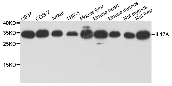 IL17A Antibody - Western blot analysis of extracts of various cell lines, using IL17A antibody at 1:1000 dilution. The secondary antibody used was an HRP Goat Anti-Rabbit IgG (H+L) at 1:10000 dilution. Lysates were loaded 25ug per lane and 3% nonfat dry milk in TBST was used for blocking. An ECL Kit was used for detection and the exposure time was 30s.