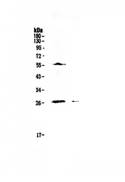 IL17A Antibody - Western blot - Anti-IL17 Picoband Antibody