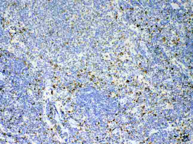 IL17A Antibody - Immunohistochemistry - Anti-IL17 Picoband Antibody