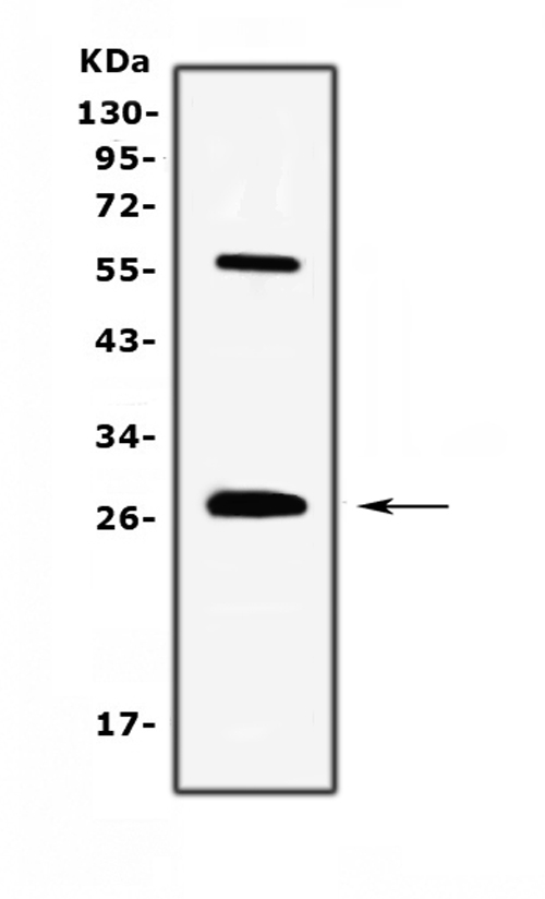 IL17A Antibody - Western blot analysis of IL17 using anti-IL17 antibody. Electrophoresis was performed on a 5-20% SDS-PAGE gel at 70V (Stacking gel) / 90V (Resolving gel) for 2-3 hours. The sample well of each lane was loaded with 50ug of sample under reducing conditions. Lane 1: human Jurkat cell lysates. After Electrophoresis, proteins were transferred to a Nitrocellulose membrane at 150mA for 50-90 minutes. Blocked the membrane with 5% Non-fat Milk/ TBS for 1.5 hour at RT. The membrane was incubated with rabbit anti-IL17 antigen affinity purified polyclonal antibody at 0.5 µg/mL overnight at 4°C, then washed with TBS-0.1% Tween 3 times with 5 minutes each and probed with a goat anti-rabbit IgG-HRP secondary antibody at a dilution of 1:10000 for 1.5 hour at RT. The signal is developed using an Enhanced Chemiluminescent detection (ECL) kit with Tanon 5200 system. A specific band was detected for IL17 at approximately 27KD. The expected band size for IL17 is at 17KD.