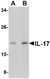 IL17A Antibody - Western blot of IL-17 in A-20 lysate with IL-17 antibody at (A) 2 and (B) 4 ug/ml