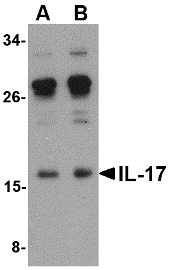 IL17A Antibody - Western blot of IL-17 in A-20 lysate with IL-17 antibody at (A) 0.5 and (B) 1 ug/ml
