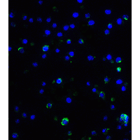 IL17A Antibody - Immunofluorescence of IL-17 in A-20 cells with IL-17 antibody at 5 µg/ml.
